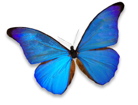 Onward Consultancy Butterfly and Logo Image