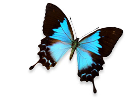 Onward Consultancy Butterfly Image