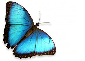 Onward Consultancy Butterfly Image